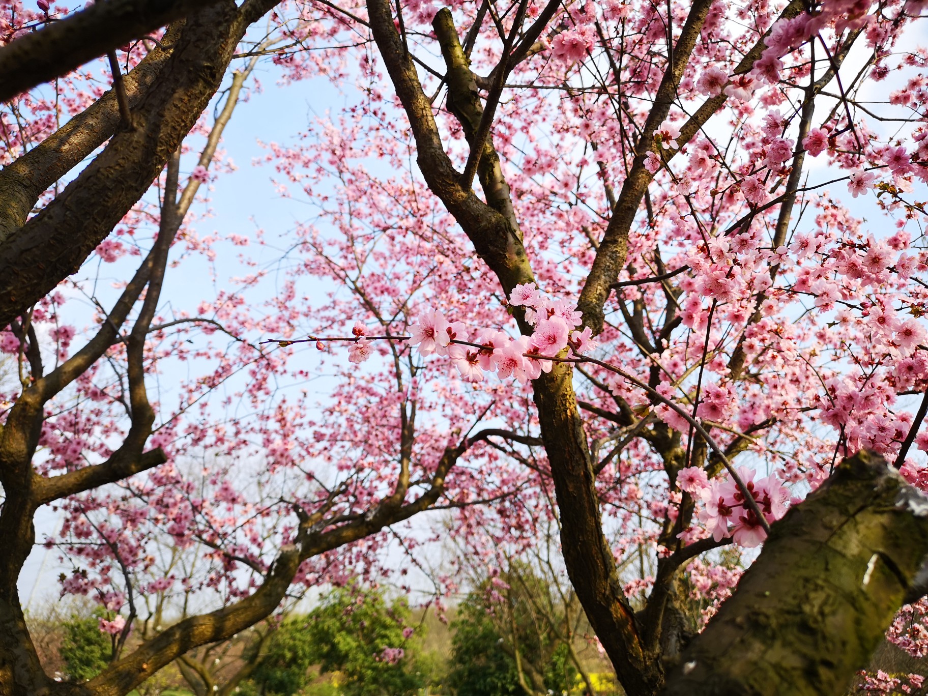 梅花镇梅花村人口_乐昌梅花镇梅花街(2)