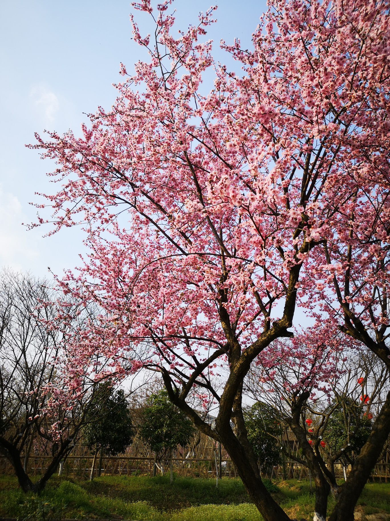 梅花镇梅花村人口_乐昌梅花镇梅花街(2)