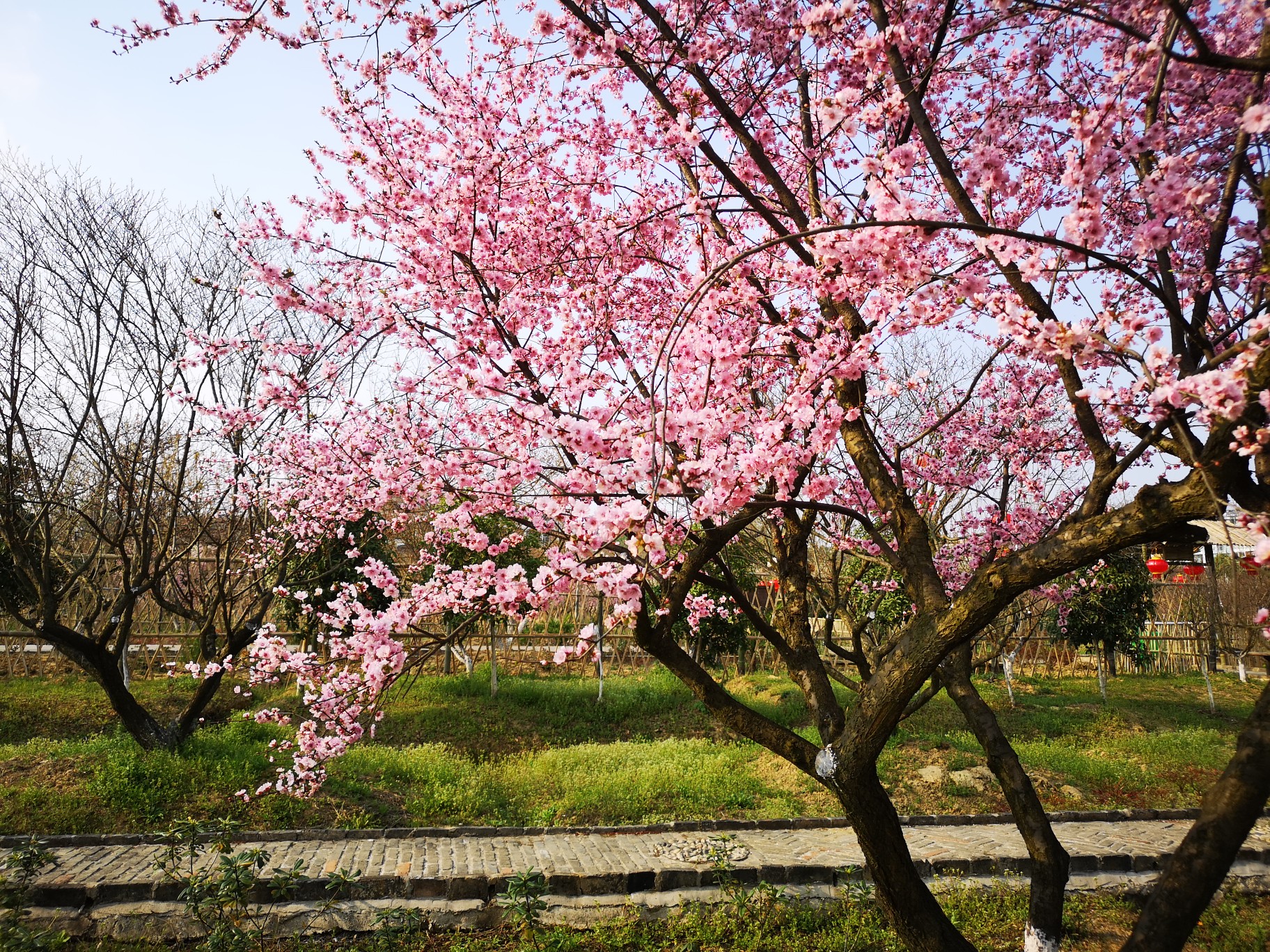 梅花镇梅花村人口_乐昌梅花镇梅花街(2)