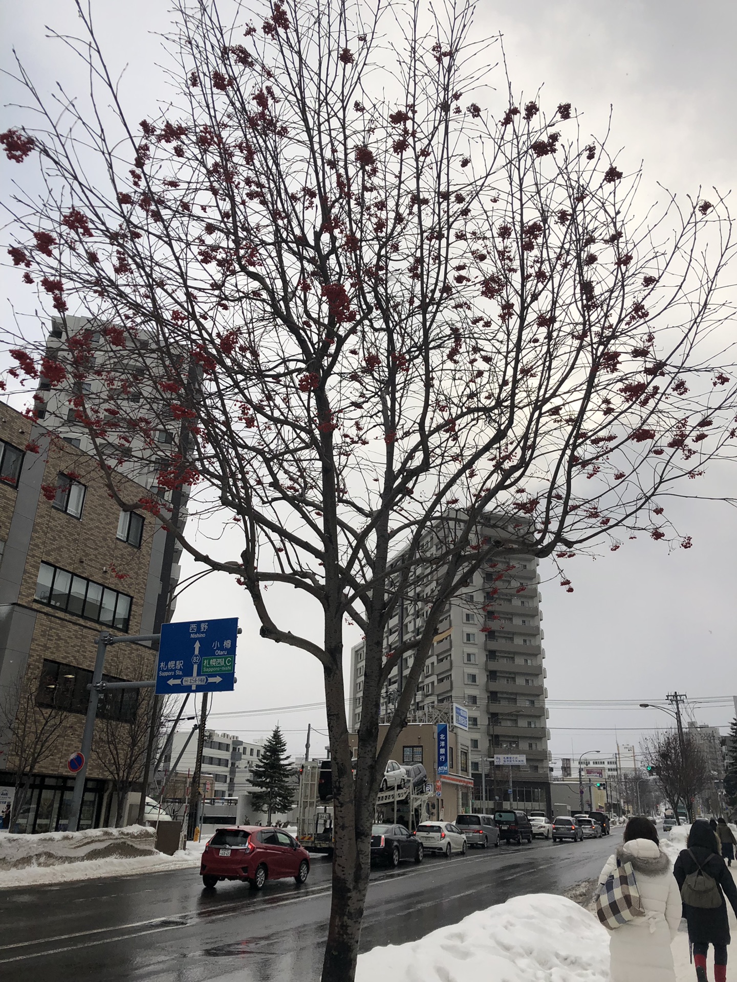 北海道自助遊攻略