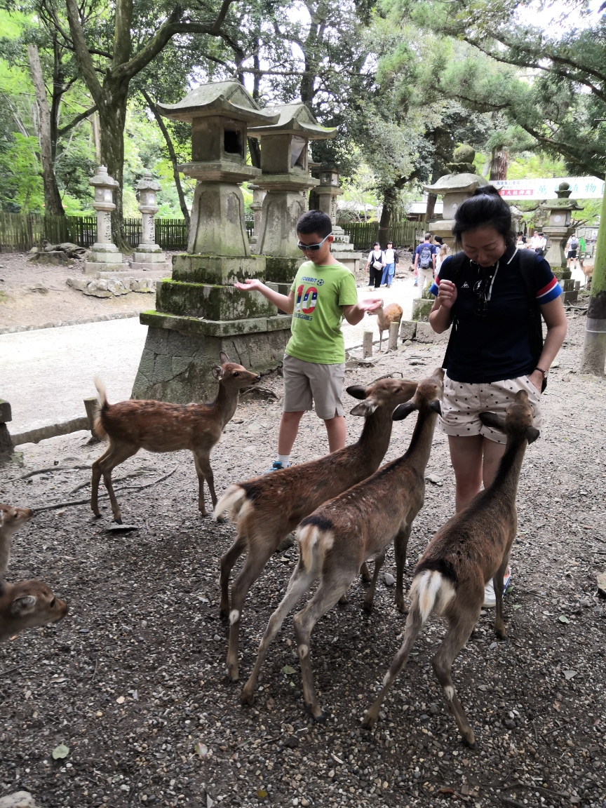 京都自助遊攻略