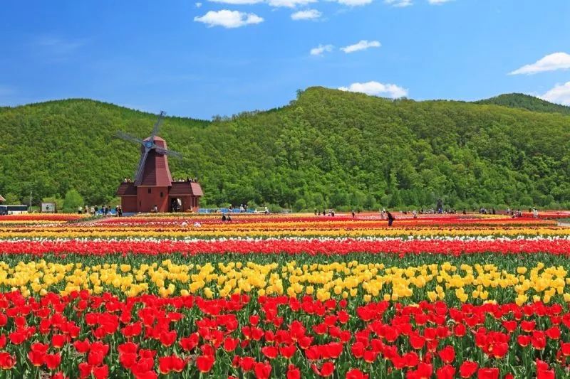 北海道春夏赏花攻略