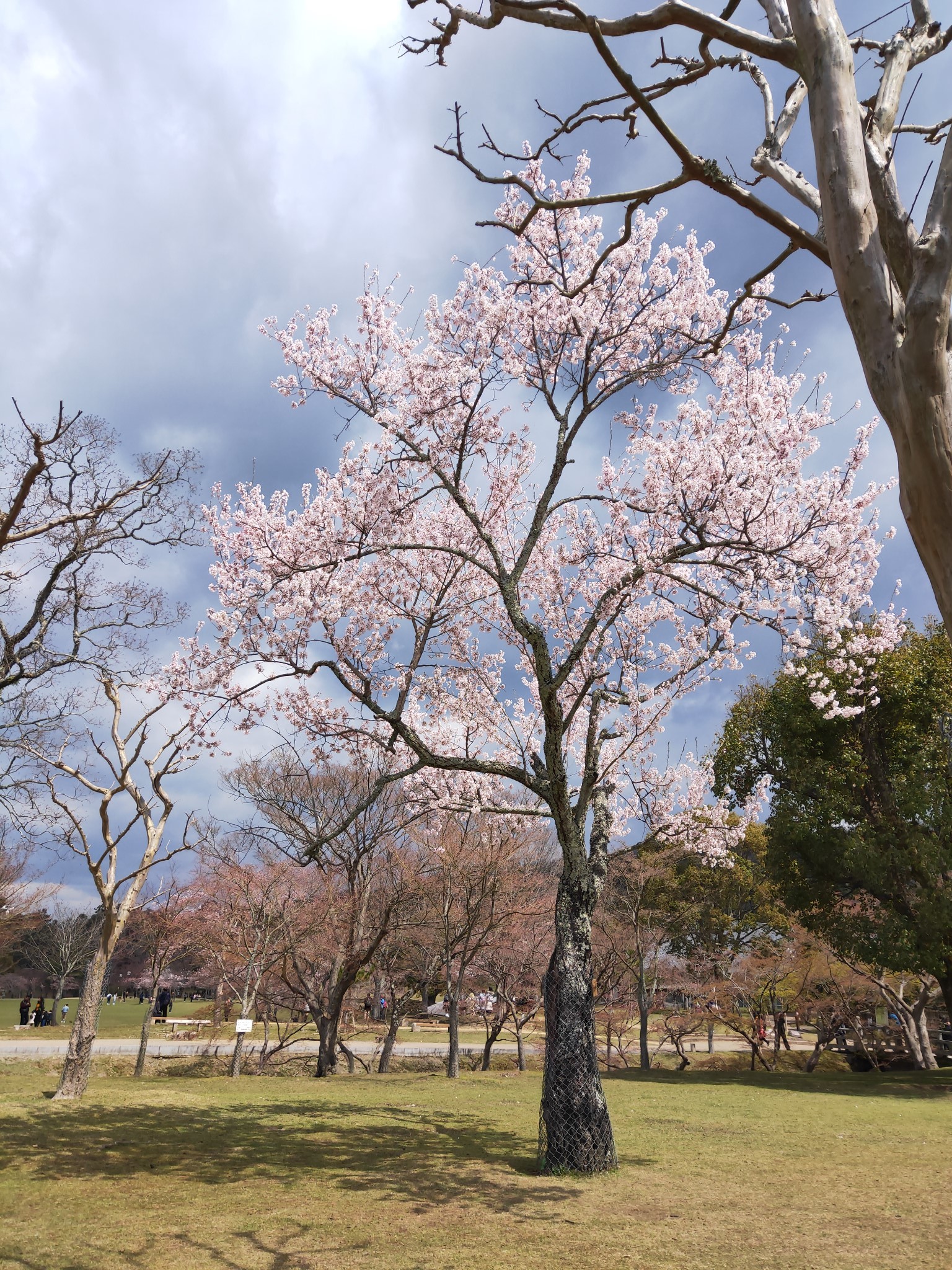 京都自助遊攻略