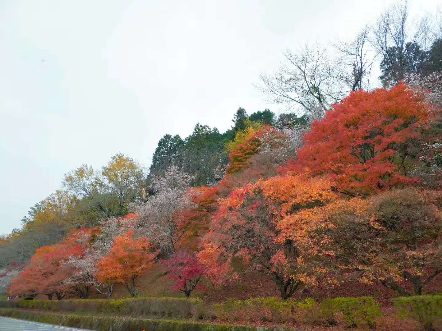 名古屋自助遊攻略