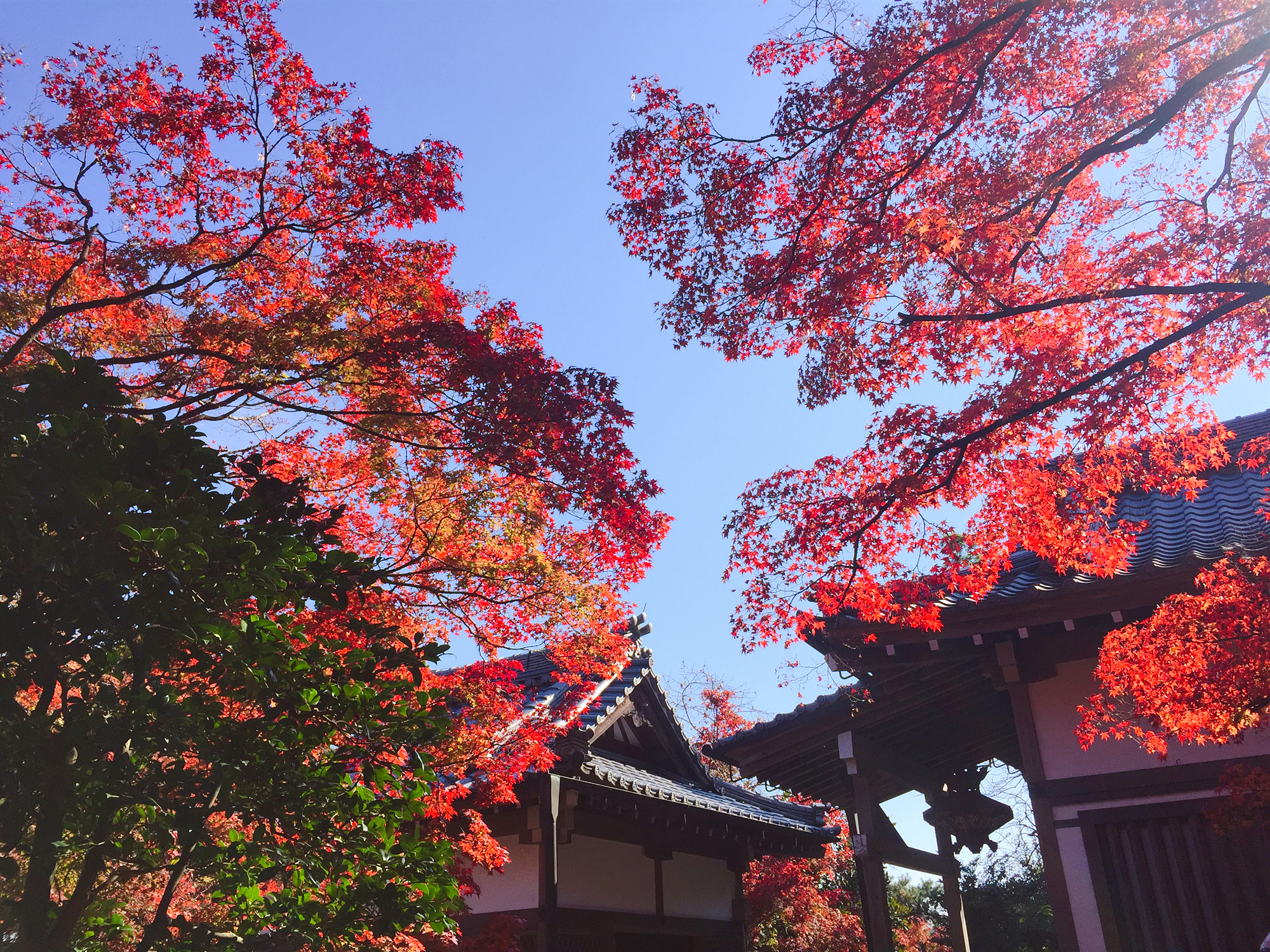 京都自助遊攻略