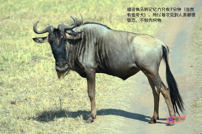 肯尼亞自助遊攻略