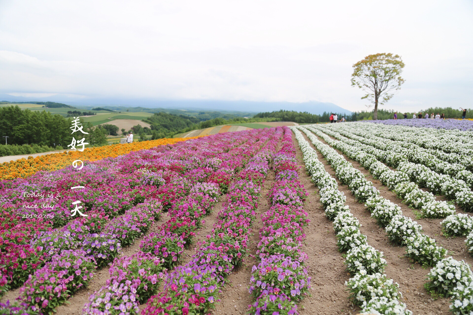 北海道自助遊攻略