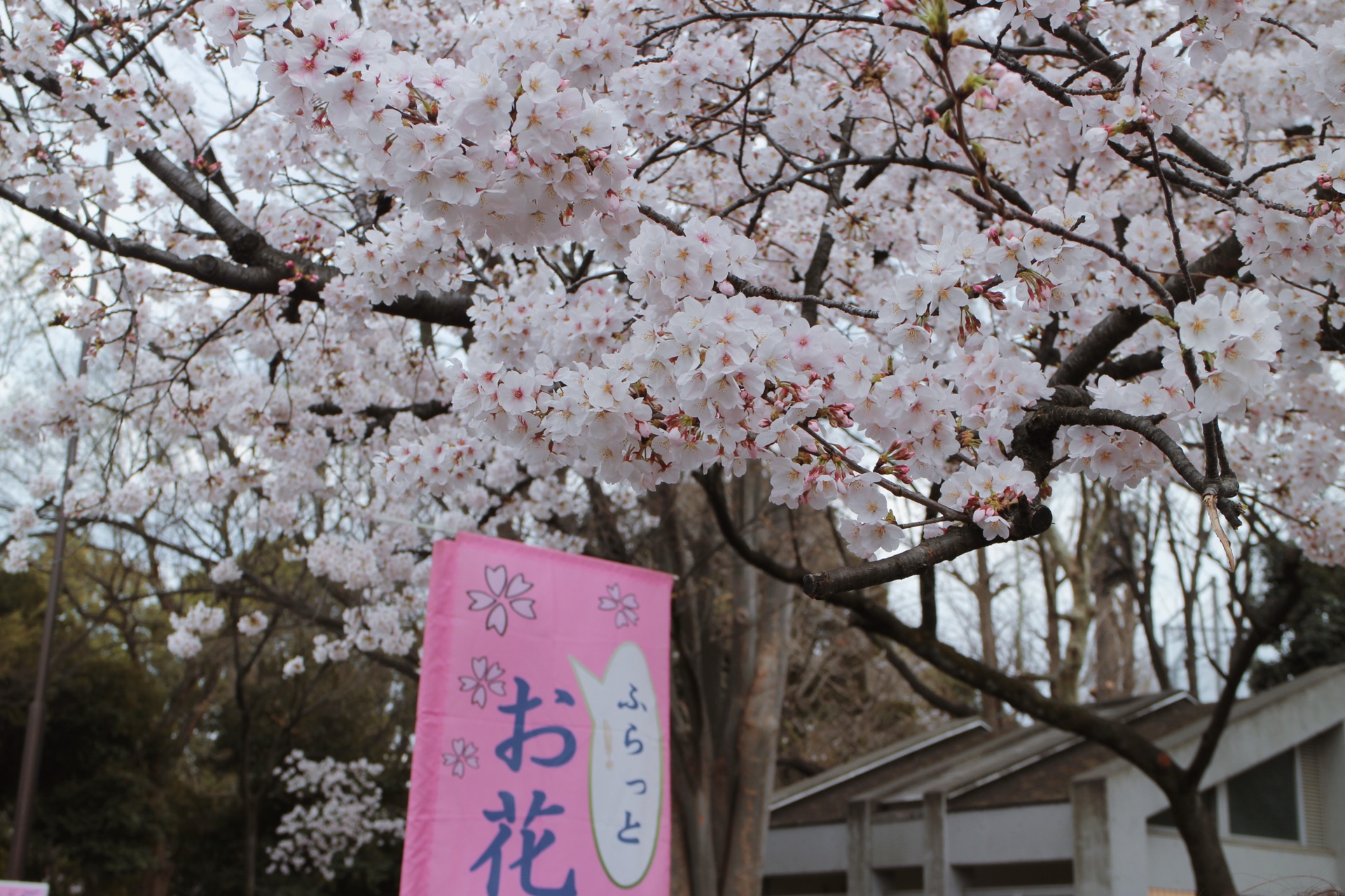 東京自助遊攻略