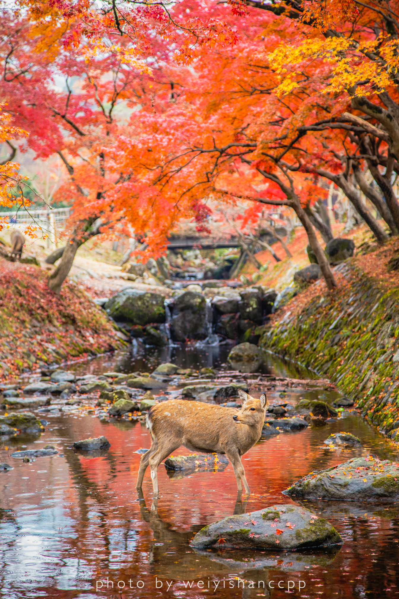 京都自助遊攻略