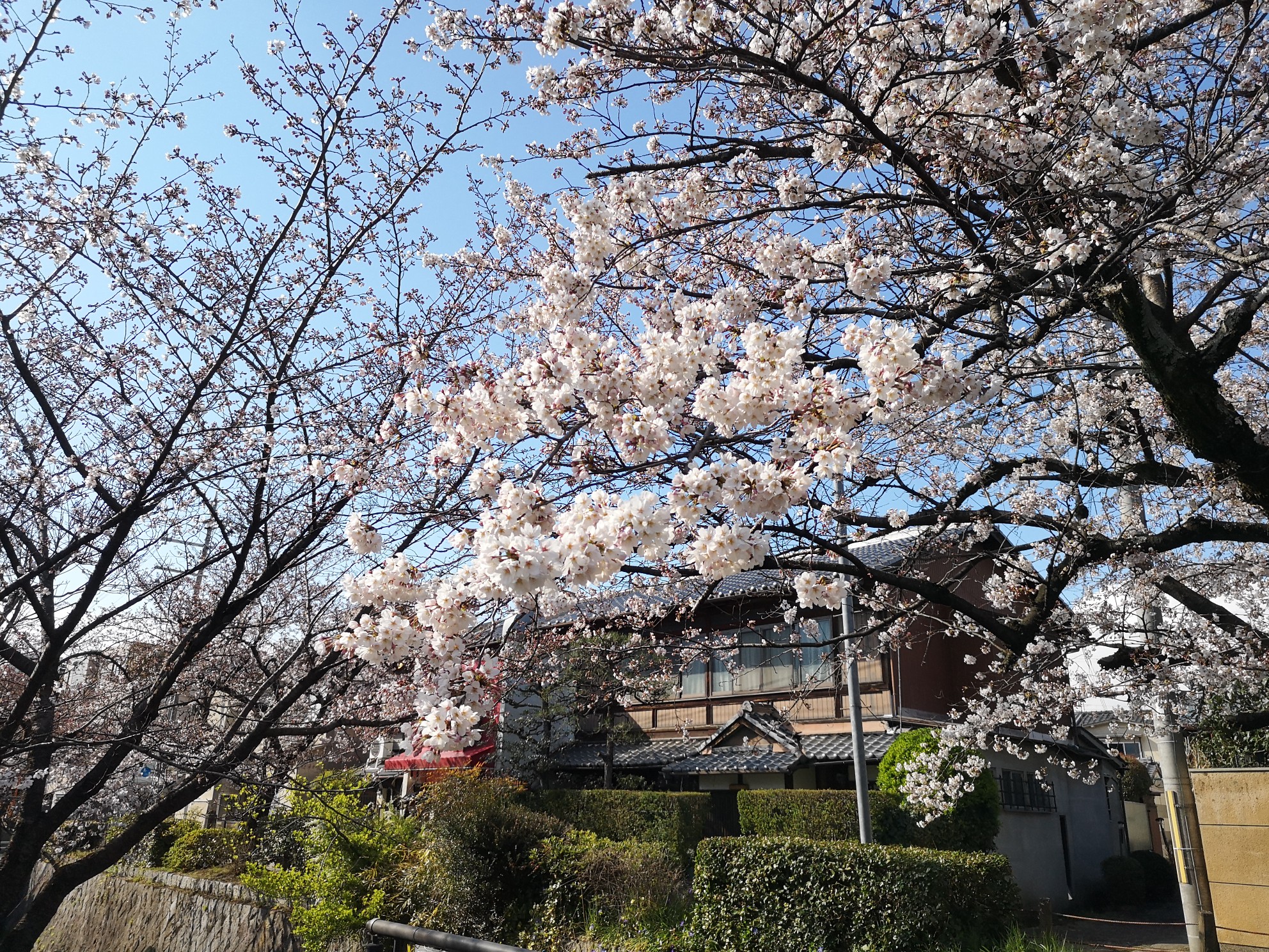 京都自助遊攻略