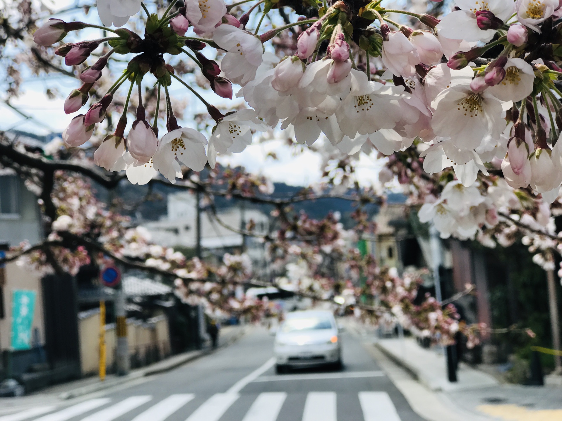 京都自助遊攻略