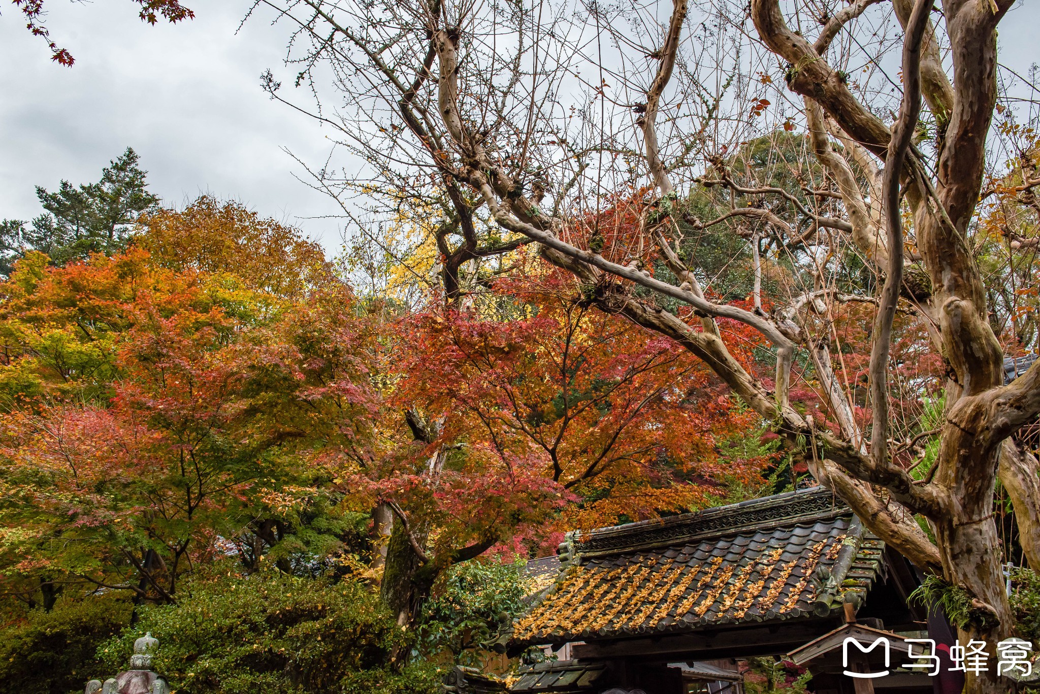 京都自助遊攻略