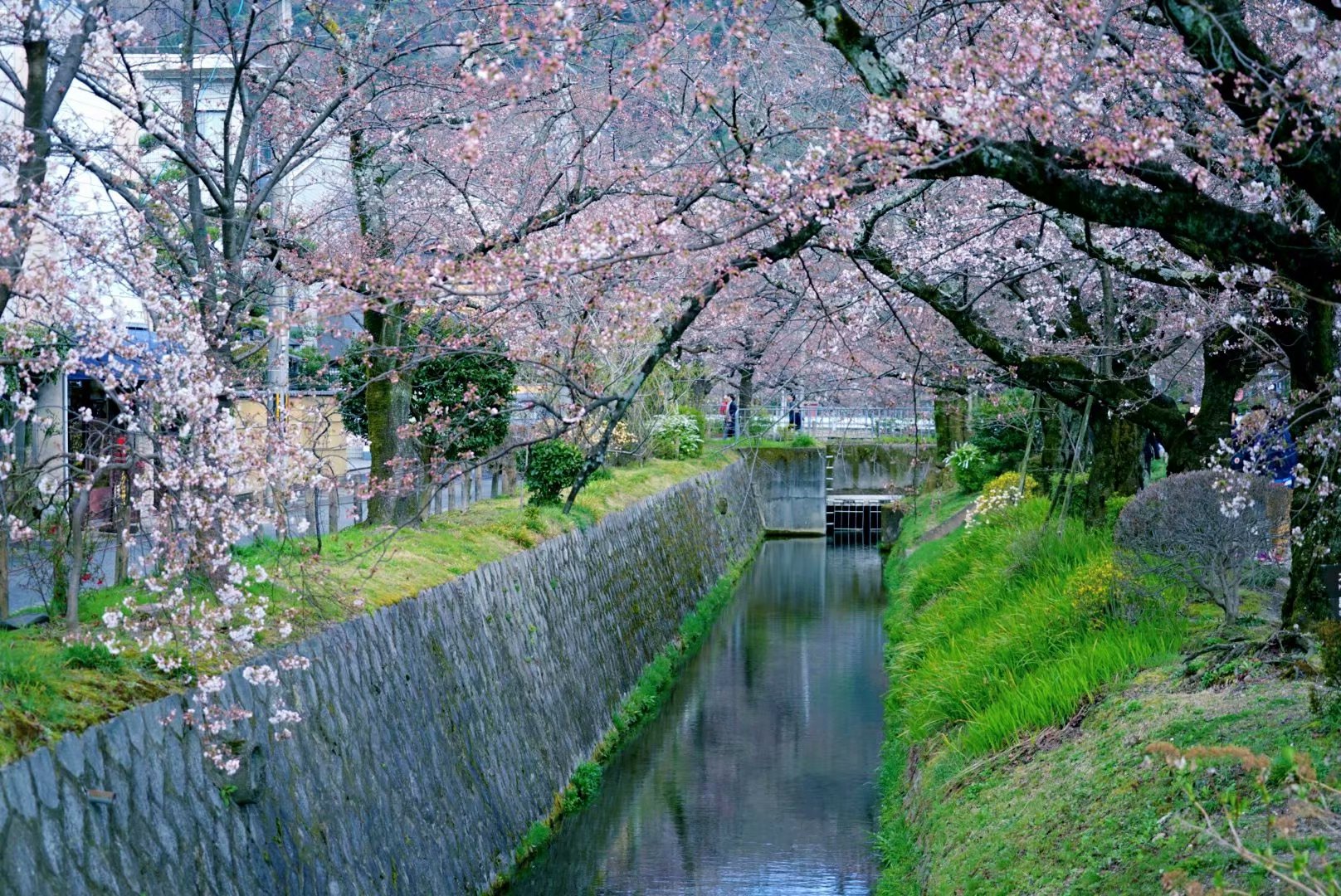 京都自助遊攻略