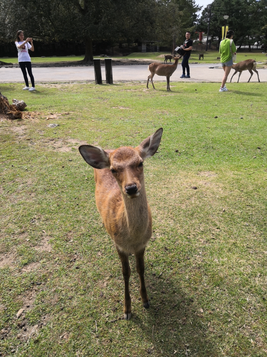 京都自助遊攻略