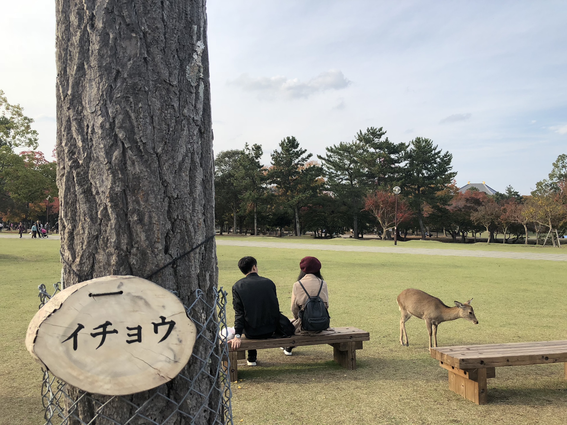 京都自助遊攻略