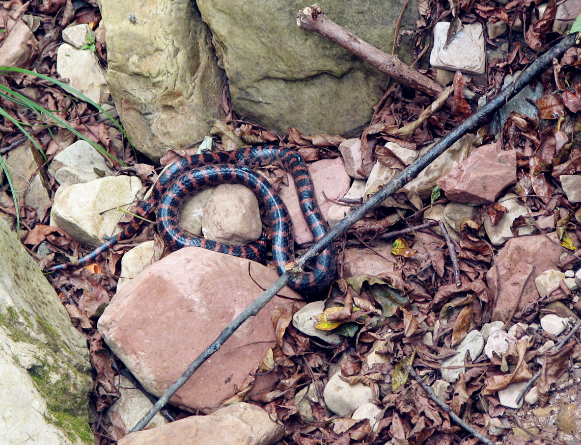 引用 小八脚鱼 的图片