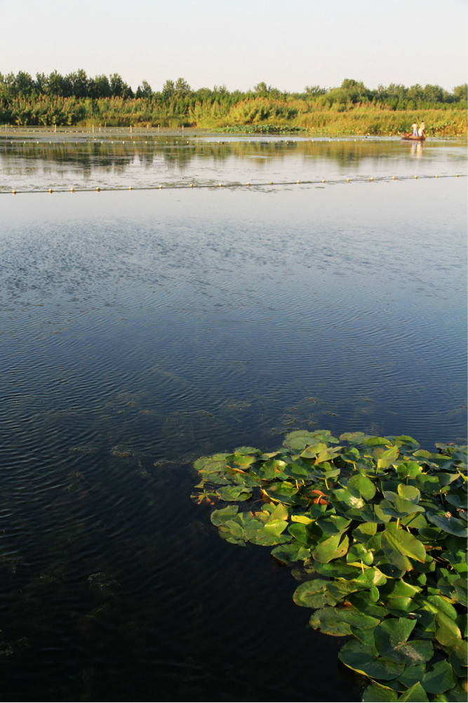 光影溱湖湿地公园
