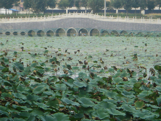 天津武清燕王湖湿地生态园和后蒲棒村图片63,天津旅游景点,风景名胜