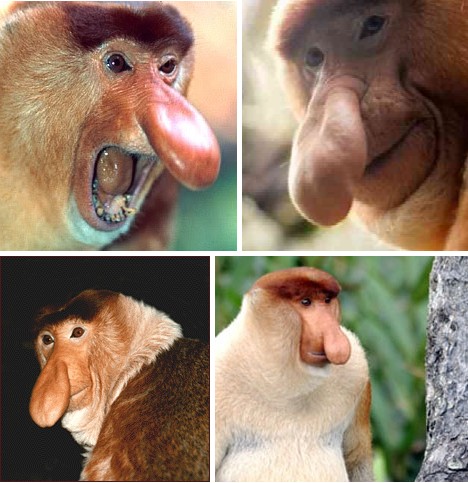 盘点丑到极致的动物