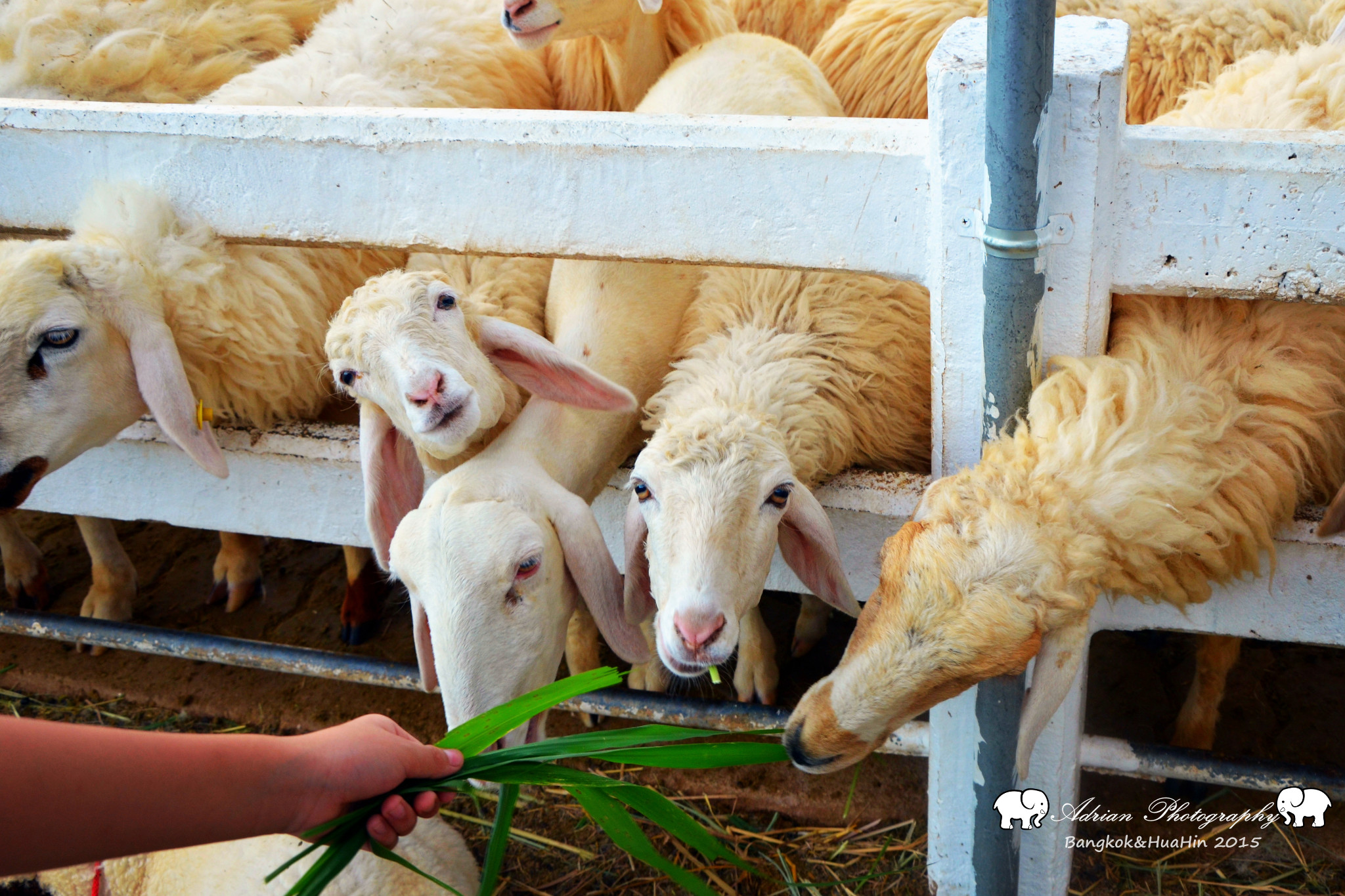 小瑞士绵羊牧场
