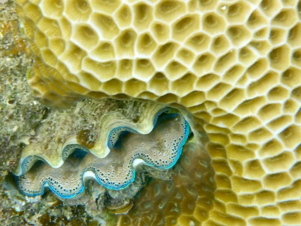 海胆睁着奇怪的眼睛瞪着你.