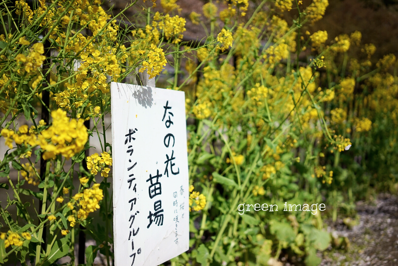 京都自助遊攻略