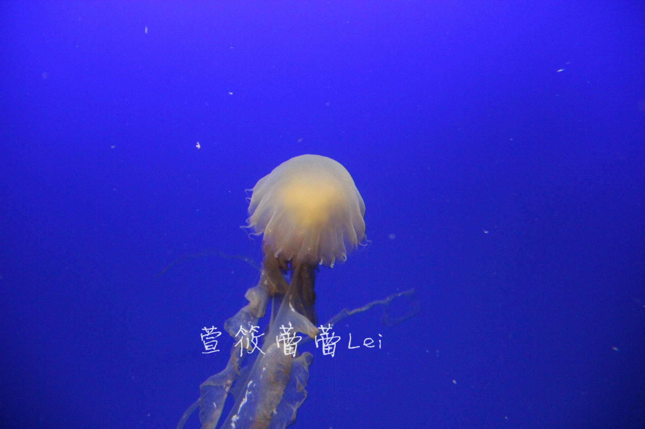 wKgBpVUpKdiAHreCAAeWTznkvPY51.jpeg?imageView2%2F2%2Fw%2F680%2Fq%2F90%7CimageMogr2%2Fstrip%2Fquality%2F90