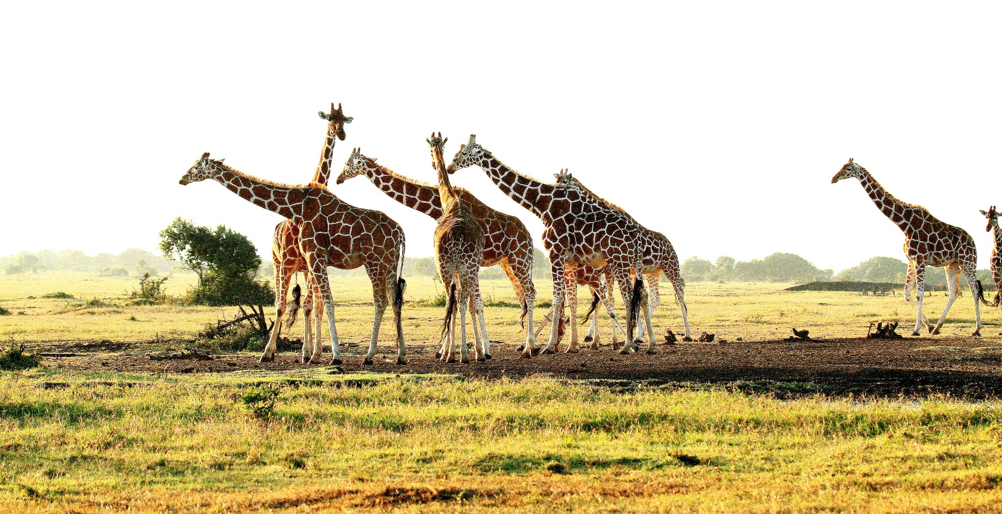 魅力坦桑,伟大的塞伦盖蒂图片966,马赛马拉国家保护区旅游景点,风景