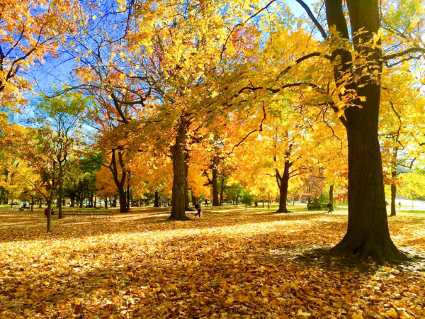 持F1 visa办理加拿大旅游签证~最新~超详细~攻