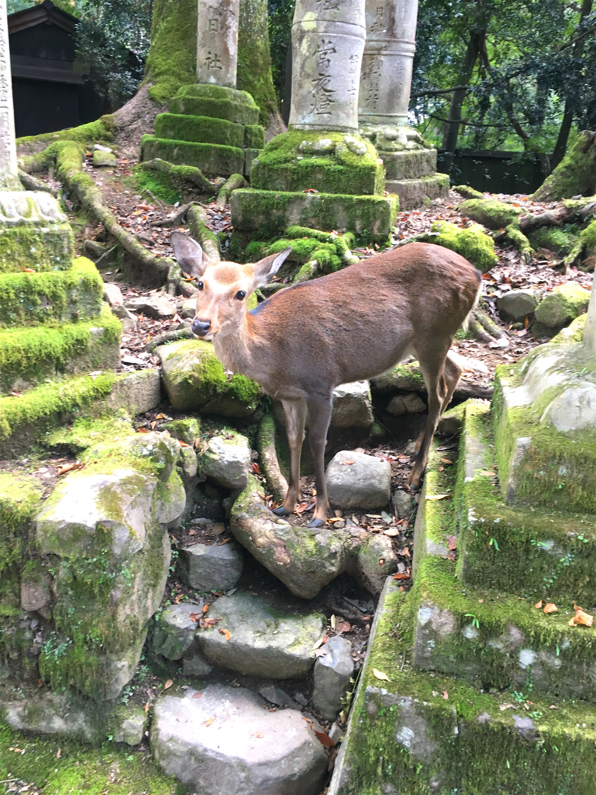 京都自助遊攻略