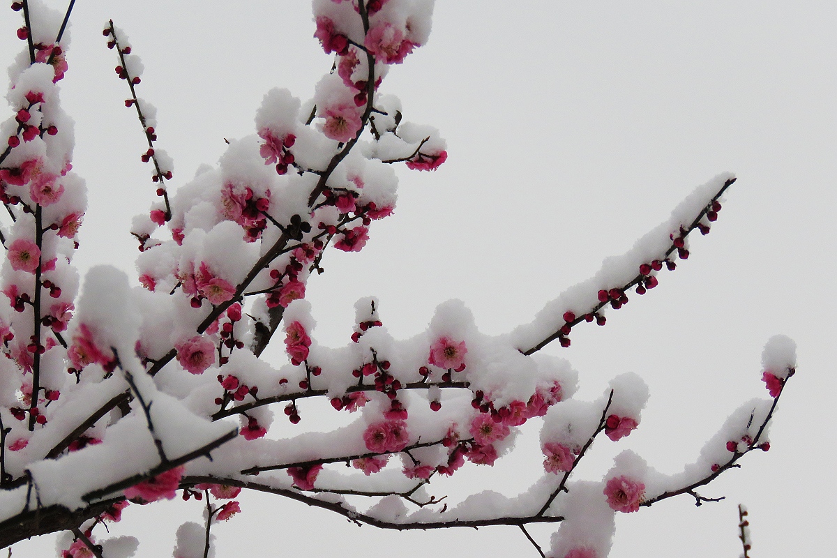 雪鄉自助遊攻略